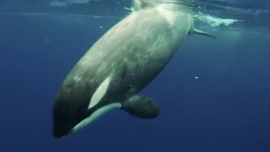 Pha “chạm trán” cực gần với cá voi sát thủ ở gần Nam cực